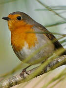 European Robin