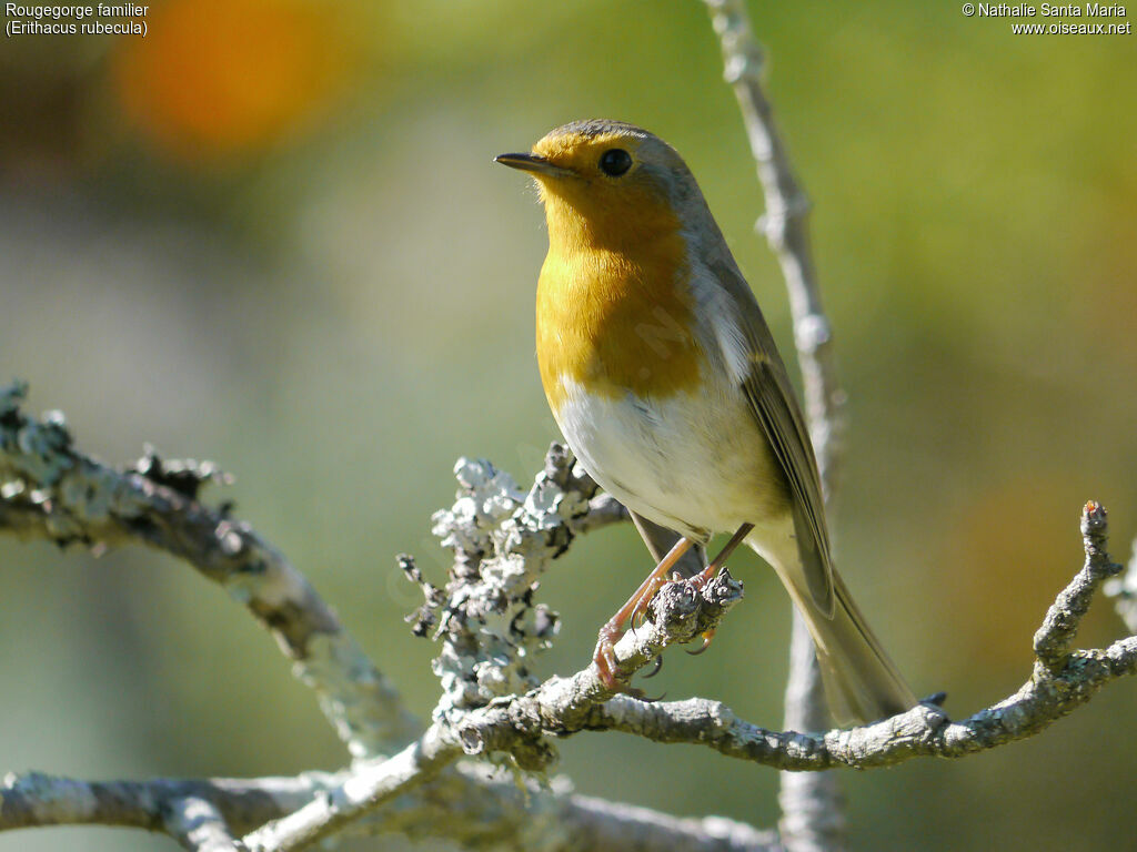 European Robinadult, identification, Behaviour