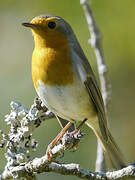 European Robin