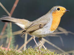 European Robin