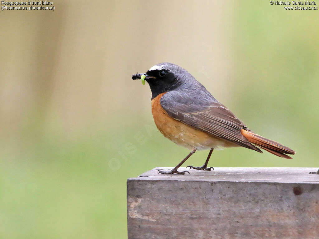 Common Redstart male adult breeding, identification, feeding habits, Reproduction-nesting