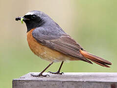 Common Redstart