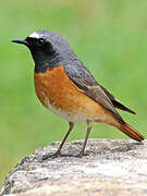 Common Redstart