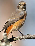 Common Redstart