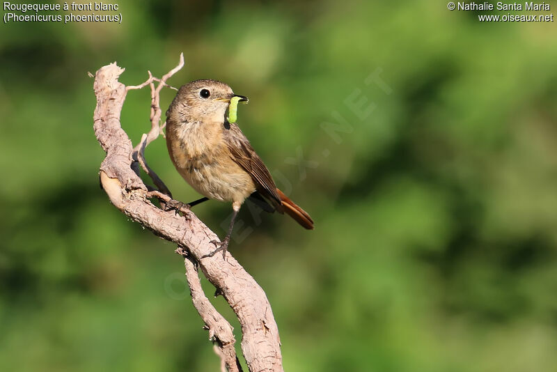 Common Redstart female adult, identification, feeding habits, Reproduction-nesting