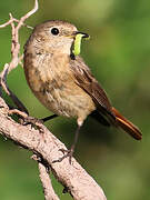 Common Redstart