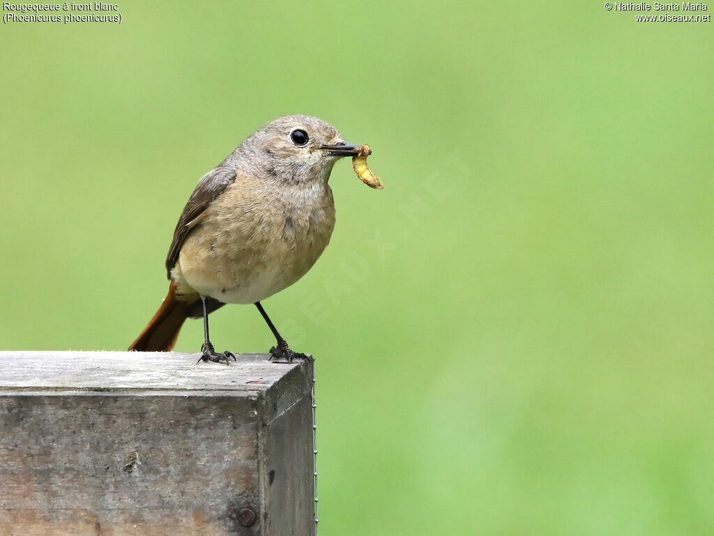 Common Redstart female adult, identification, feeding habits, Reproduction-nesting