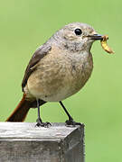 Common Redstart