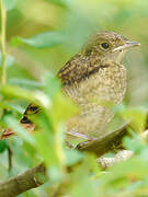 Common Redstart