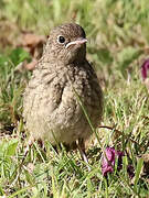 Common Redstart