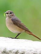 Common Redstart