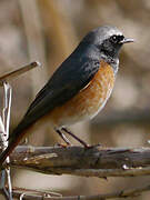 Common Redstart