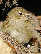 Common Redstart