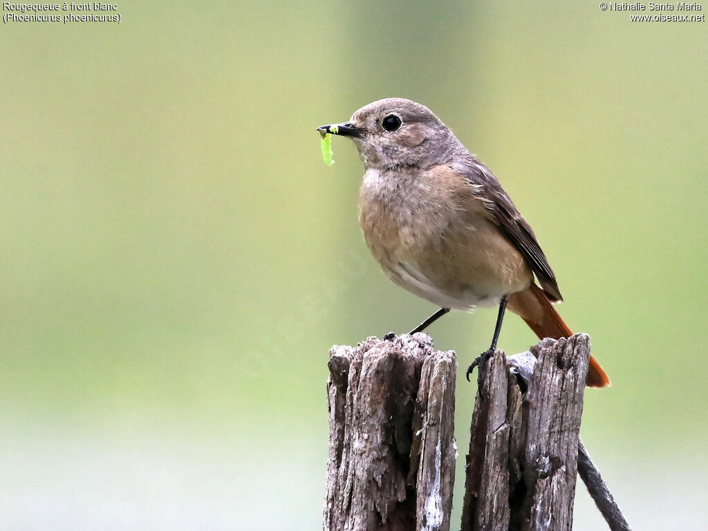 Common Redstart female adult, identification, feeding habits, Reproduction-nesting