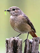 Common Redstart