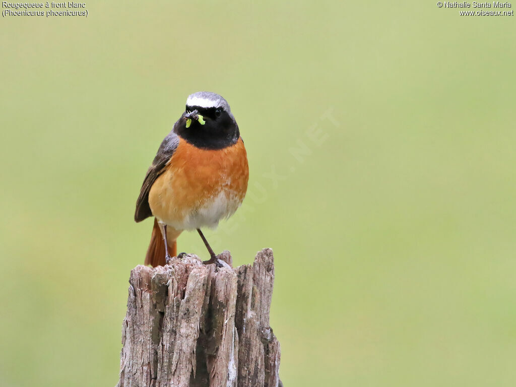 Common Redstart male adult breeding, identification, feeding habits, Reproduction-nesting