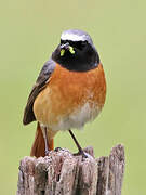 Common Redstart