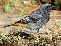 Black Redstart