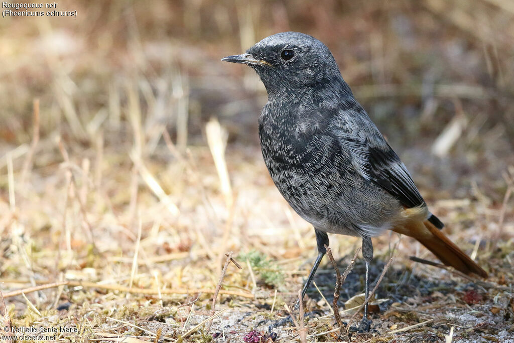 Black Redstart male adult transition, identification, habitat, moulting