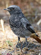 Black Redstart