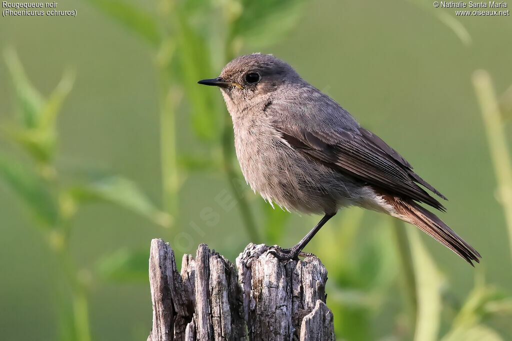 Black Redstart female adult, identification, habitat