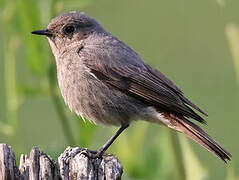 Black Redstart