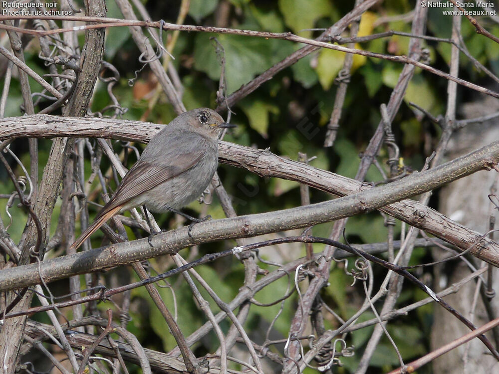 Black Redstartimmature, identification, habitat, Behaviour