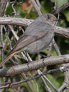 Black Redstart