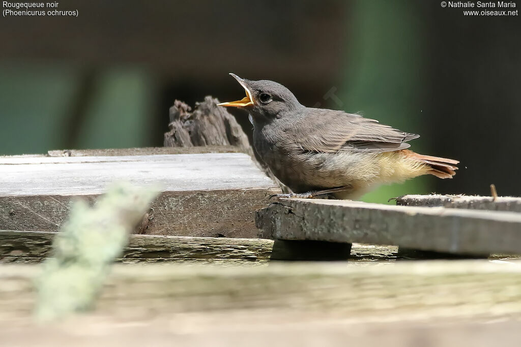 Rougequeue noirjuvénile, identification, habitat