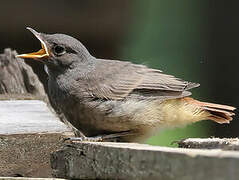 Black Redstart