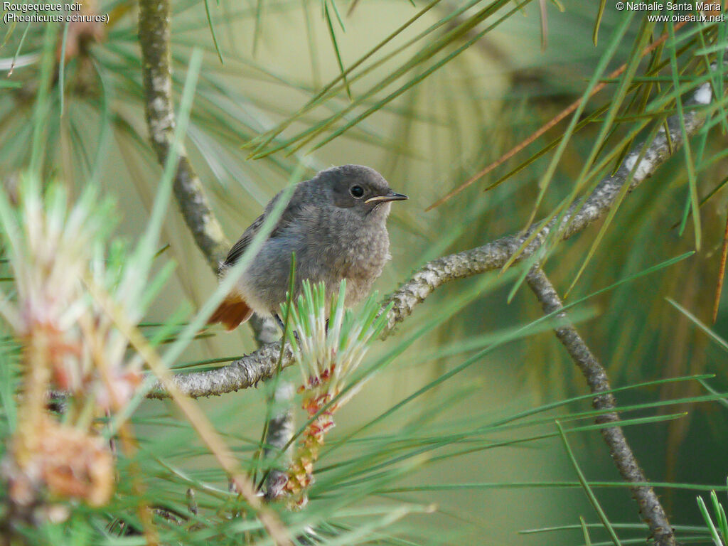 Rougequeue noirjuvénile, identification, habitat, Comportement