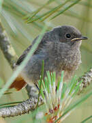 Black Redstart