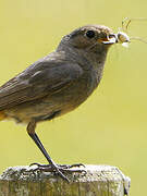 Black Redstart