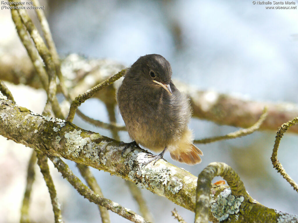 Black Redstartjuvenile, identification, Behaviour