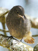 Black Redstart