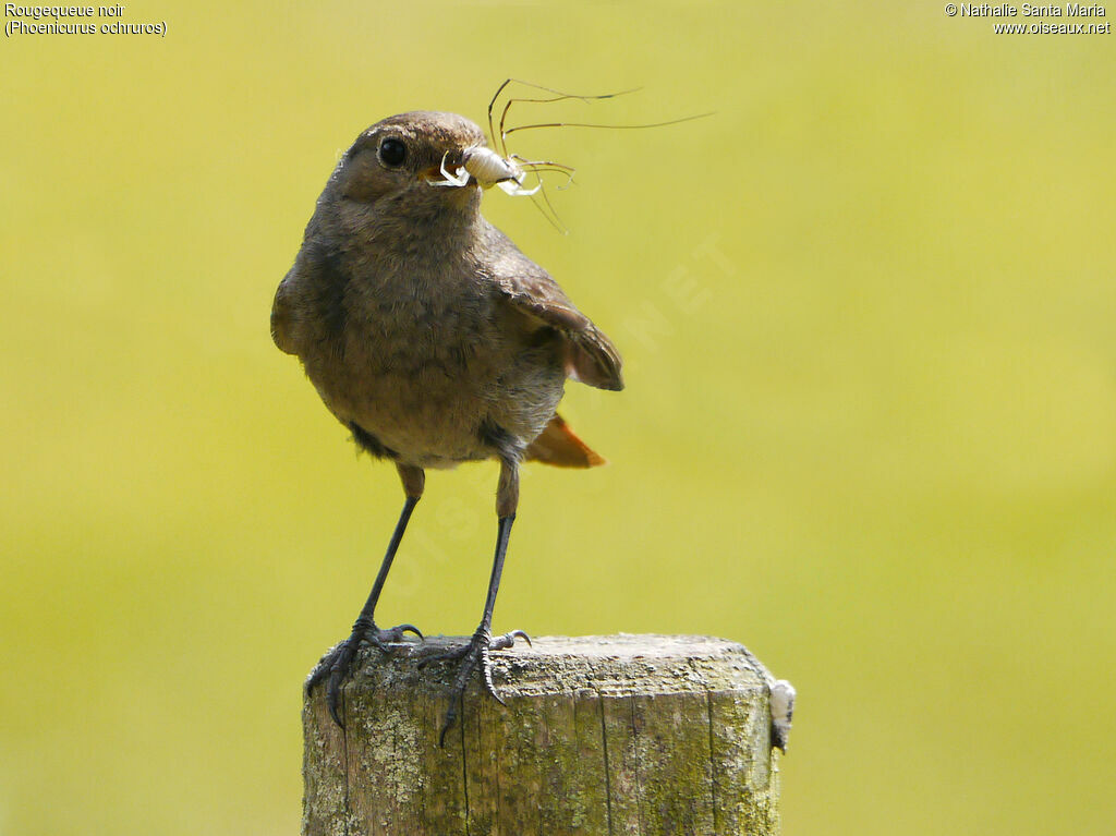 Black Redstart female adult, identification, feeding habits, Reproduction-nesting, Behaviour