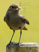 Black Redstart