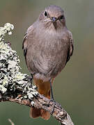 Black Redstart