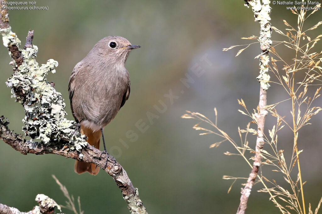 Black Redstart, identification, Behaviour