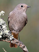 Black Redstart