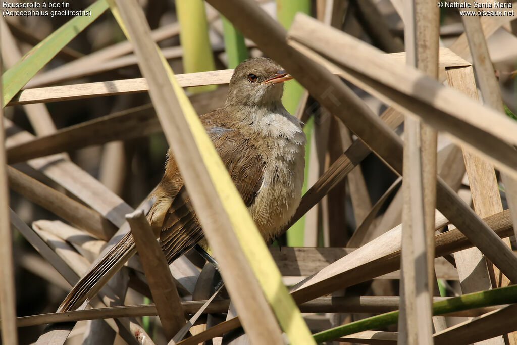 Lesser Swamp Warbleradult, identification, habitat