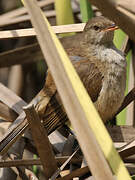 Lesser Swamp Warbler