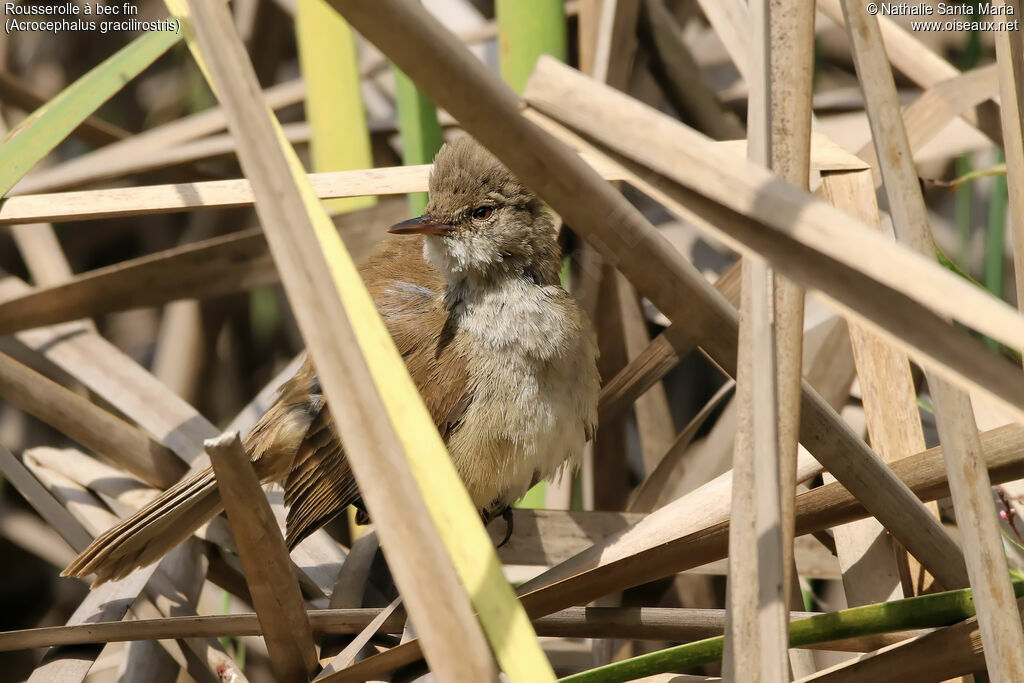 Lesser Swamp Warbleradult, identification, habitat