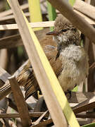 Lesser Swamp Warbler