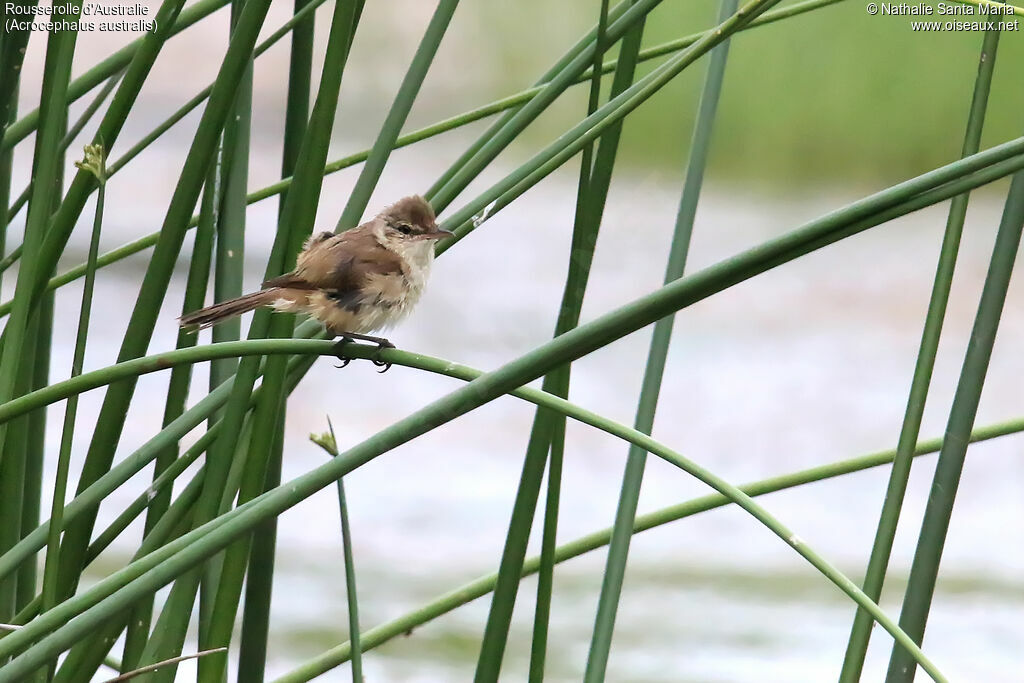 Australian Reed Warblerimmature, habitat