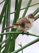 Australian Reed Warbler