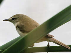 Australian Reed Warbler