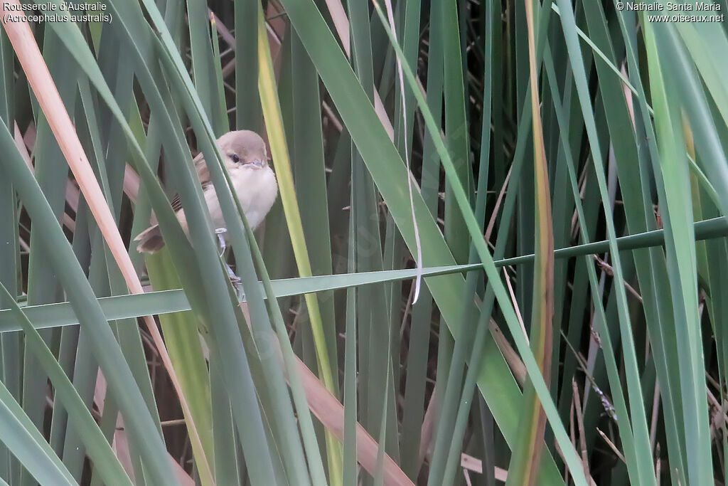 Australian Reed Warblerjuvenile, habitat