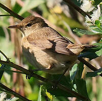 Rousserolle effarvatte