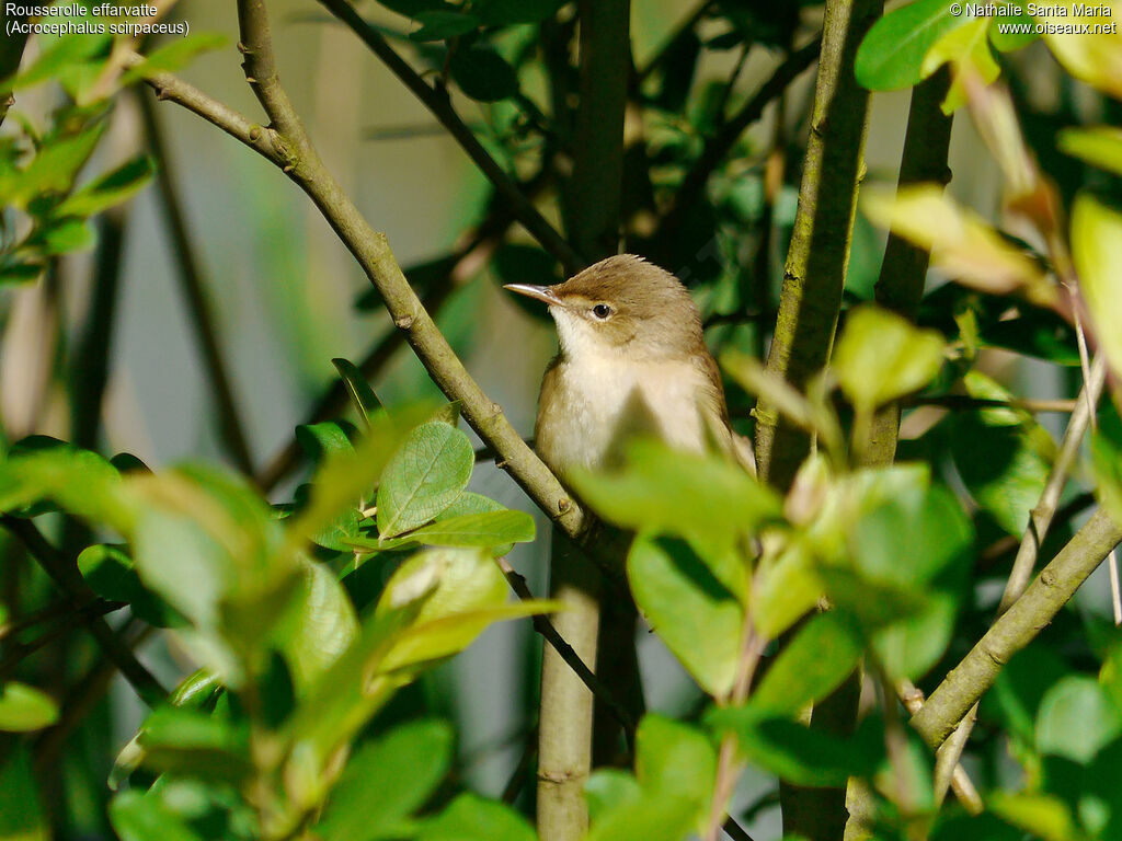 Eurasian Reed Warbleradult, habitat, Reproduction-nesting, Behaviour